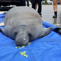 Un manatí fue rescatado y devuelto al mar en Sea World.