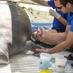 Sea World es un ecosistema de rescate y cuidado de las especies.