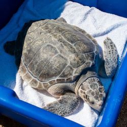 Sea World es un ecosistema de rescate y cuidado de las especies.