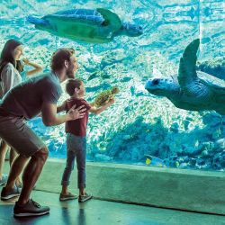 Sea World es un ecosistema de rescate y cuidado de las especies.