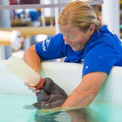 Sea World es un ecosistema de rescate y cuidado de las especies.