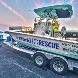 Sea World es un ecosistema de rescate y cuidado de las especies.