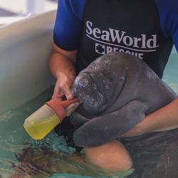 Sea World es un ecosistema de rescate y cuidado de las especies.