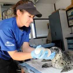 Sea World es un ecosistema de rescate y cuidado de las especies.