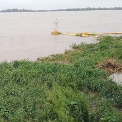 Con la crecida, llegada masiva de camalotes.