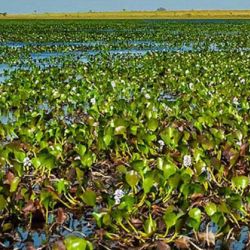 Para los pescadores deportivos y guías, el impacto es directo. La presencia constante de camalotes impide realizar lances efectivos, reduce las zonas de pesca, aumenta la pérdida de aparejos y dificulta la navegación. 