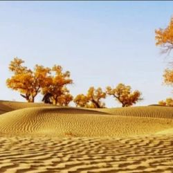 Mediante el uso de sales a 540 grados y redes de paja, el gobierno chino logra estabilizar arenas móviles mientras genera electricidad limpia a gran escala.