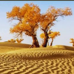 China está implementando una estrategia integral para frenar el avance del desierto de Taklamakán,