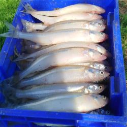 Antes del mediodía, las cuatro cañas a bordo ya habían alcanzado el cupo permitido, reflejando el gran momento del pesquero. Si bien el garete fue la técnica más efectiva en esta salida, otros pescadores lograron resultados similares pescando anclados, lo que demuestra la regularidad del pique.