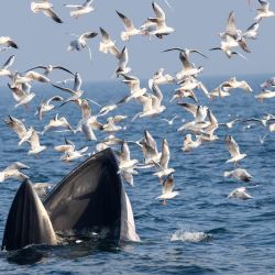 Imagen de un rorcual de Bryde avistado frente a la isla de Weizhou, en la ciudad de Beihai, en la región autónoma de la etnia zhuang de Guangxi, en el sur de China. Los rorcual de Bryde, una especie protegida de primera categoría en China que puede alcanzar los 15 metros de longitud y a pesar de hasta 20 toneladas, prácticamente habían desaparecido de estas aguas durante décadas. Pero ahora, este tramo del golfo es el único lugar costero conocido del país donde los animales aparecen de forma regular cada año, llegando en diciembre y permaneciendo hasta abril. | Foto:Xinhua/Academia de Ciencias de Guangxi