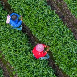 Vista aérea tomada con un dron de agricultores recolectando hojas de té en un jardín de té, en la aldea de Houkeng del municipio de Xinming, en la ciudad de Huangshan, en la provincia de Anhui, en el este de China. | Foto:Xinhua/Shi Yalei)Xinhua/Shi Yalei