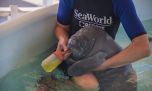 Así trabajan en Sea World para rescatar y cuidar a las especies marinas