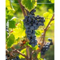 Vitis Boutique: El sueño de nuestro vino