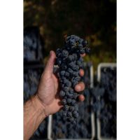 Vitis Boutique: El sueño de nuestro vino
