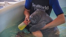 Así trabajan en Sea World para rescatar y cuidar a las especies marinas