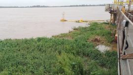 Con la crecida, llegada masiva de camalotes.