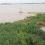 2704_camalotes