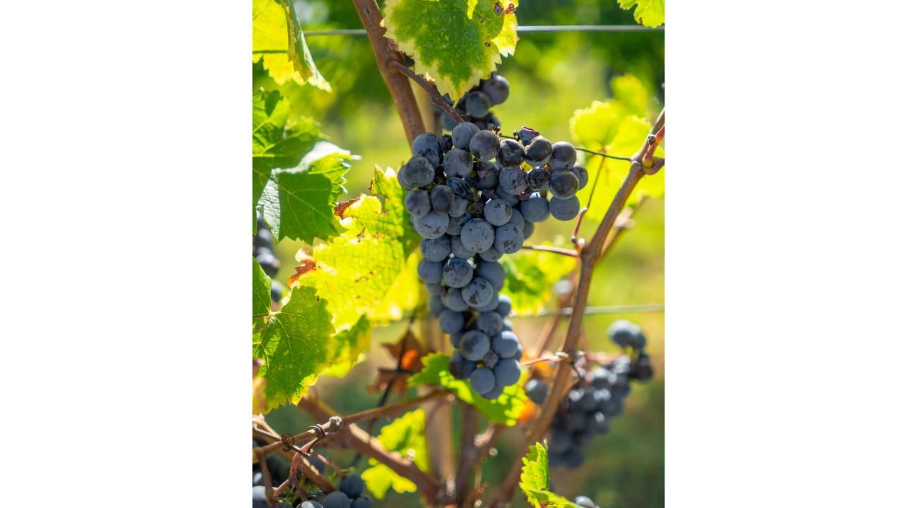 Vitis Boutique: El sueño de nuestro vino