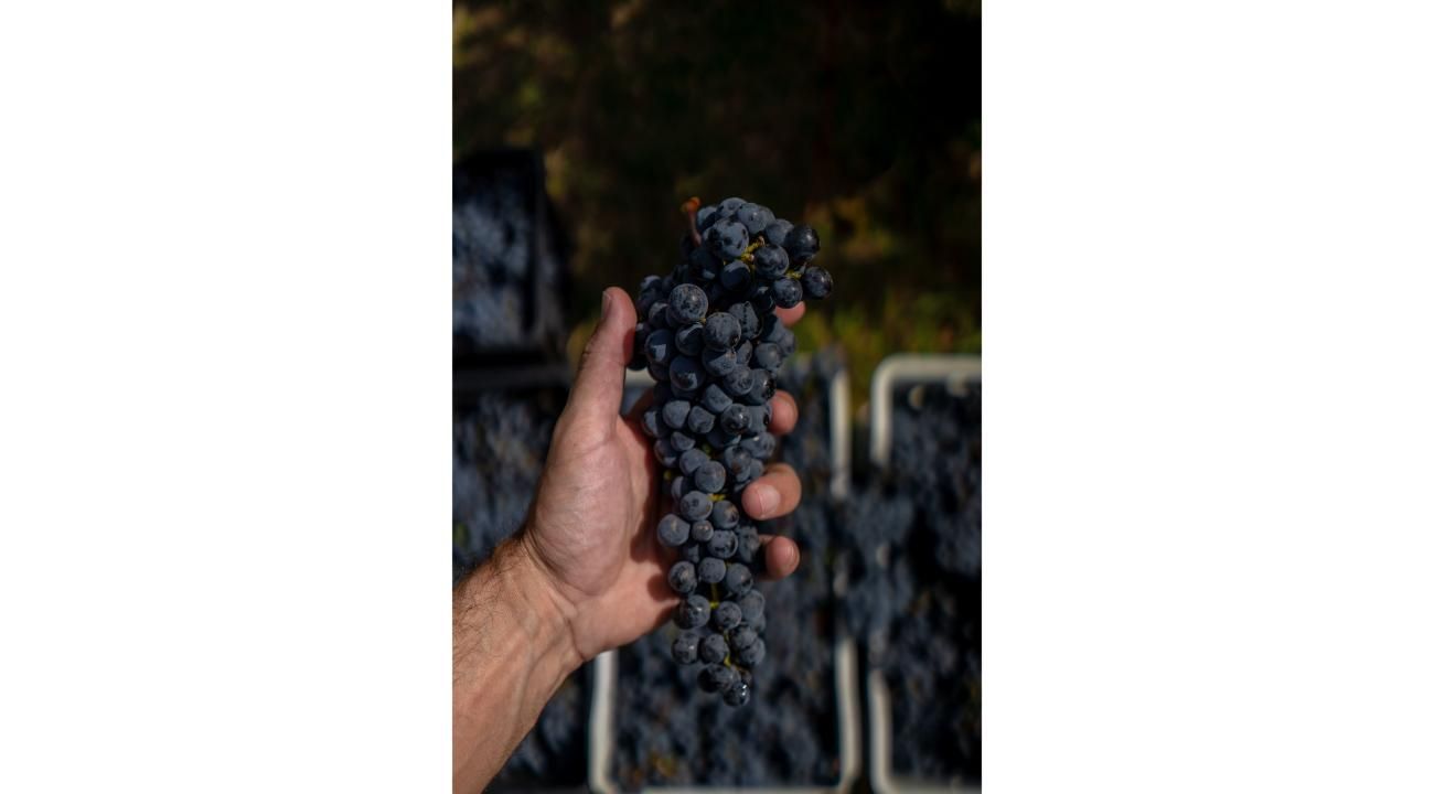 Vitis Boutique: El sueño de nuestro vino