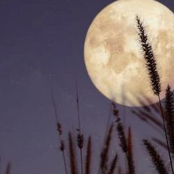 Además, esta Luna será una microluna, ya que estará ubicada cerca del apogeo- el punto más lejano de la Tierra