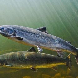 La investigación se llevó a cabo en el Lago Vättern, donde científicos trabajaron con ejemplares de Salmón del Atlántico criados en cautiverio. 