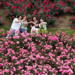 Imagen tomada con un dron de personas tomándose fotografías entre flores, en el distrito de Cuiping de la ciudad de Yibin, en la provincia de Sichuan, en el suroeste de China. | Foto:Xinhua/Peng Minxiang