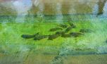 Carpas reubicadas y sanas: el operativo que cambió la vida de miles de peces