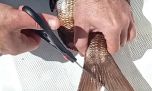 Polémica medida: pescadores deberán cortar la aleta caudal de los peces o enfrentar multas