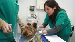 Hospital gratuito de mascotas en Córdoba