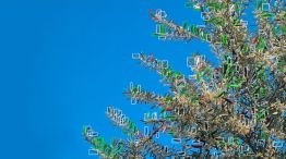 Un científico del CONICET desarrolló un robot autónomo que elimina plagas mediante inteligencia artificial