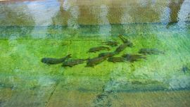 Carpas reubicadas y sanas: el operativo que cambió la vida de miles de peces