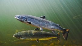Contaminación silenciosa: los salmones nadan hasta 60 % más por drogas en el agua