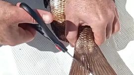 El corte en la aleta no es arbitrario. Se realiza en un punto específico para evitar confusiones durante inspecciones. De esta manera, se garantiza la trazabilidad de las capturas, diferenciando claramente entre pesca recreativa y actividad comercial.