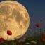 2804_luna flores