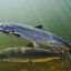 2804_salmones_cocaina