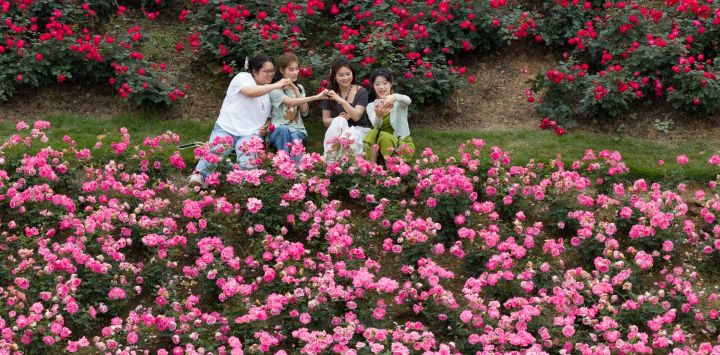 Imagen tomada con un dron de personas tomándose fotografías entre flores, en el distrito de Cuiping de la ciudad de Yibin, en la provincia de Sichuan, en el suroeste de China.