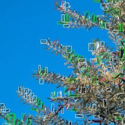 Una imagen de cómo la IA detecta las enfermedades en un árbol.