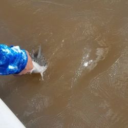 De cara a las próximas semanas, las perspectivas son alentadoras. Se espera que el río Paraná comience a aclararse hacia mediados de mayo, lo que potenciará la pesca de dorados tanto con baitcasting, spinning y fly. 