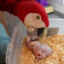 El objetivo es ayudar a sobrevivir a los animales que, por diferentes circunstancias, se quedan sin su mamá