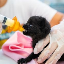 Desde el primer momento el equipo del  Hospital Veterinario de Fundación Temaikèn  trabaja con un objetivo claro: garantizar la supervivencia del animal sin generar dependencia de las personas