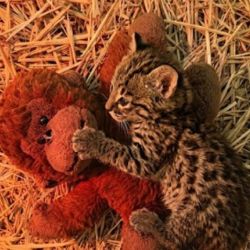 El objetivo es ayudar a sobrevivir a los animales que, por diferentes circunstancias, se quedan sin su mamá