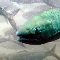 La investigación se llevó a cabo en el Lago Vättern, donde científicos trabajaron con ejemplares de Salmón del Atlántico criados en cautiverio.