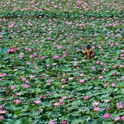 Agricultores cosechan frutos de loto en un campo de la provincia de Kandal, Camboya. | Foto:TANG CHHIN SOTHY / AFP