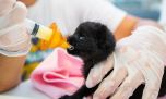 Día del animal, el desafío de ayudar a sobrevivir crías huérfanas