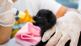 Día del animal, el desafío de ayudar a sobrevivir crías huérfanas
