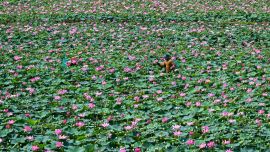 Agricultores cosechan frutos de loto en un campo de la provincia de Kandal, Camboya.