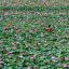Fotogaleria Agricultores cosechan frutos de loto en un campo de la provincia de Kandal, Camboya