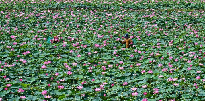 Agricultores cosechan frutos de loto en un campo de la provincia de Kandal, Camboya.