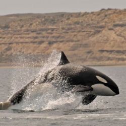 Las orcas de esta región son mundialmente conocidas por desarrollar una estrategia de alimentación extraordinaria llamada varamiento intencional.