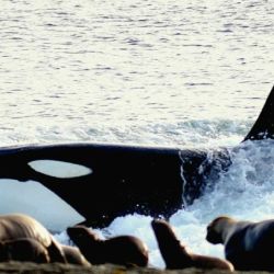 Quienes visiten la reserva podrán observar estos comportamientos desde los miradores públicos habilitados en Punta Norte y Caleta Valdés.